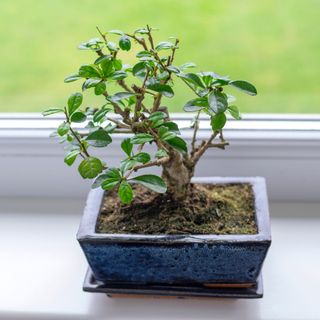 Carmona bonsai tree on windowsill