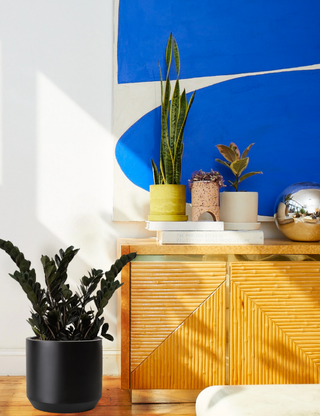 A bunch of houseplants in colorful ceramic pots in a living room