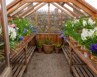 wooden greenhouse with shelves