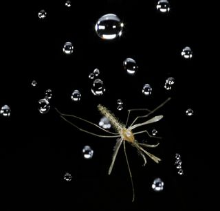 Mosquito and a falling water drop.