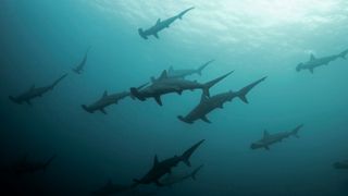 A school of scalloped hammerhead sharks.