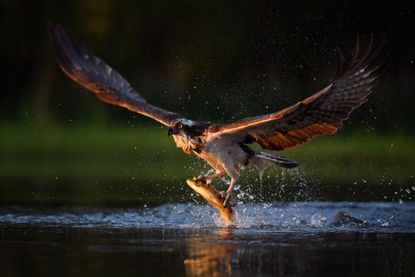 osprey in flight