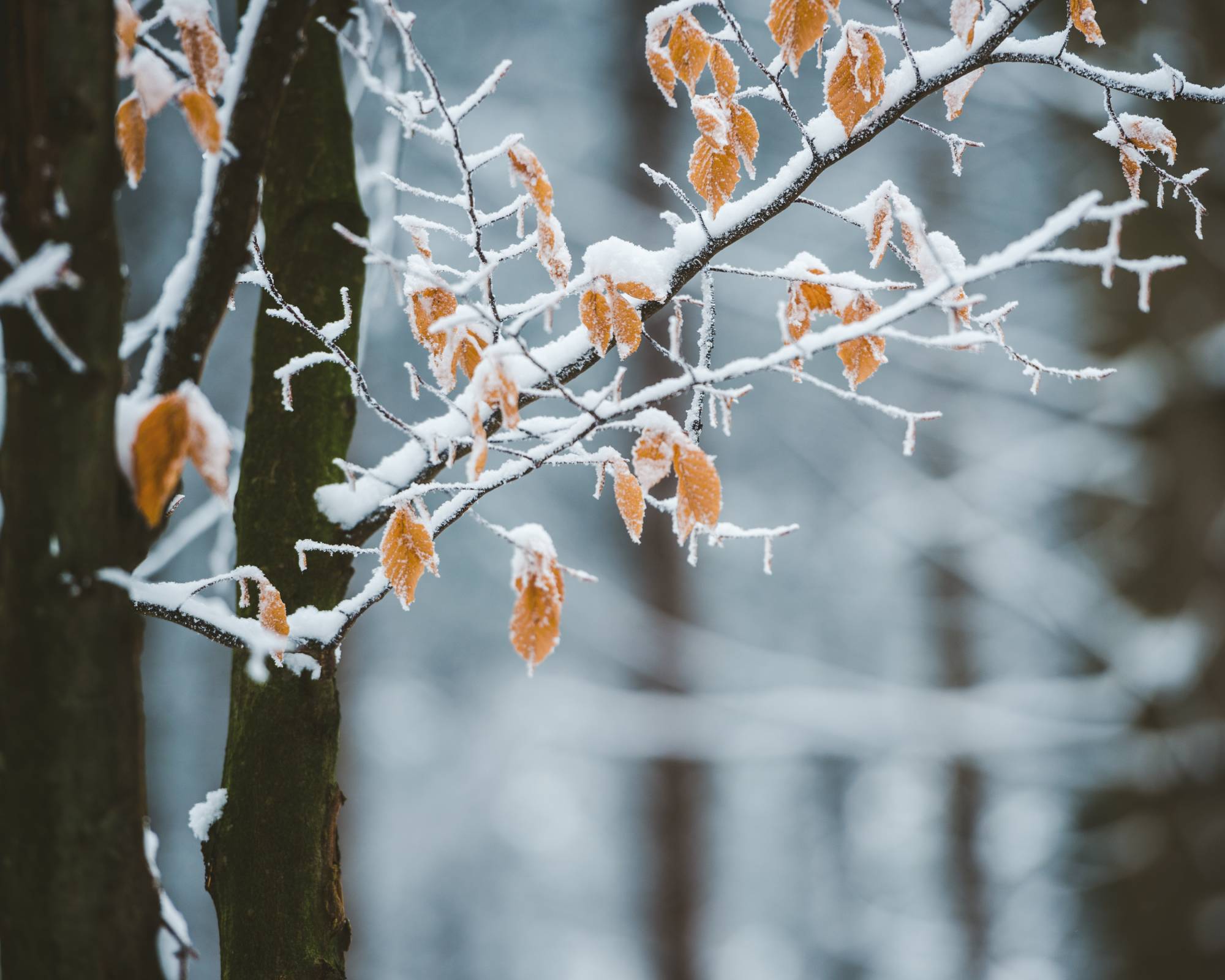 Beech tree in winter with snow