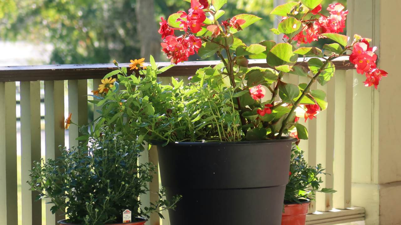 Outdoor plants