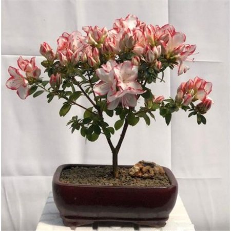 Bonsai Boy B2041 Flowering Azalea Japonica Sachsenstern Tree