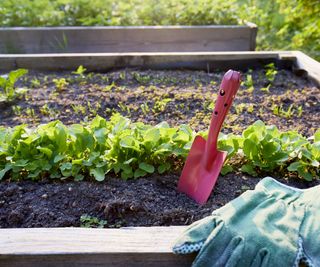 digging veg patch