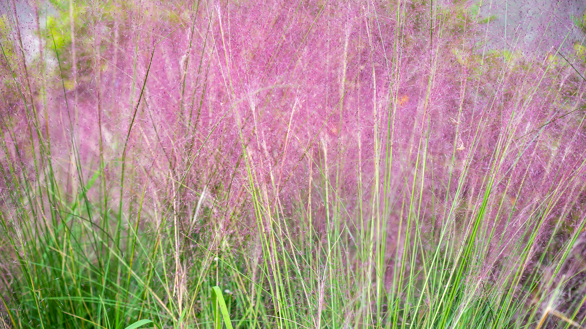 Pink muhly grass