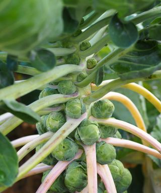 Brussel sprouts growing on a plant