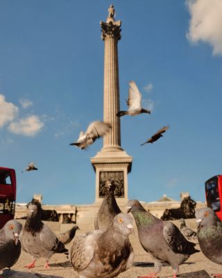 Pigeons in Trafalgar Square