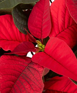 red bracts of a poinsettia