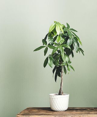 Money tree in a green-painted room