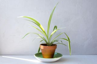 how to care for spider plants by keeping them in the shade