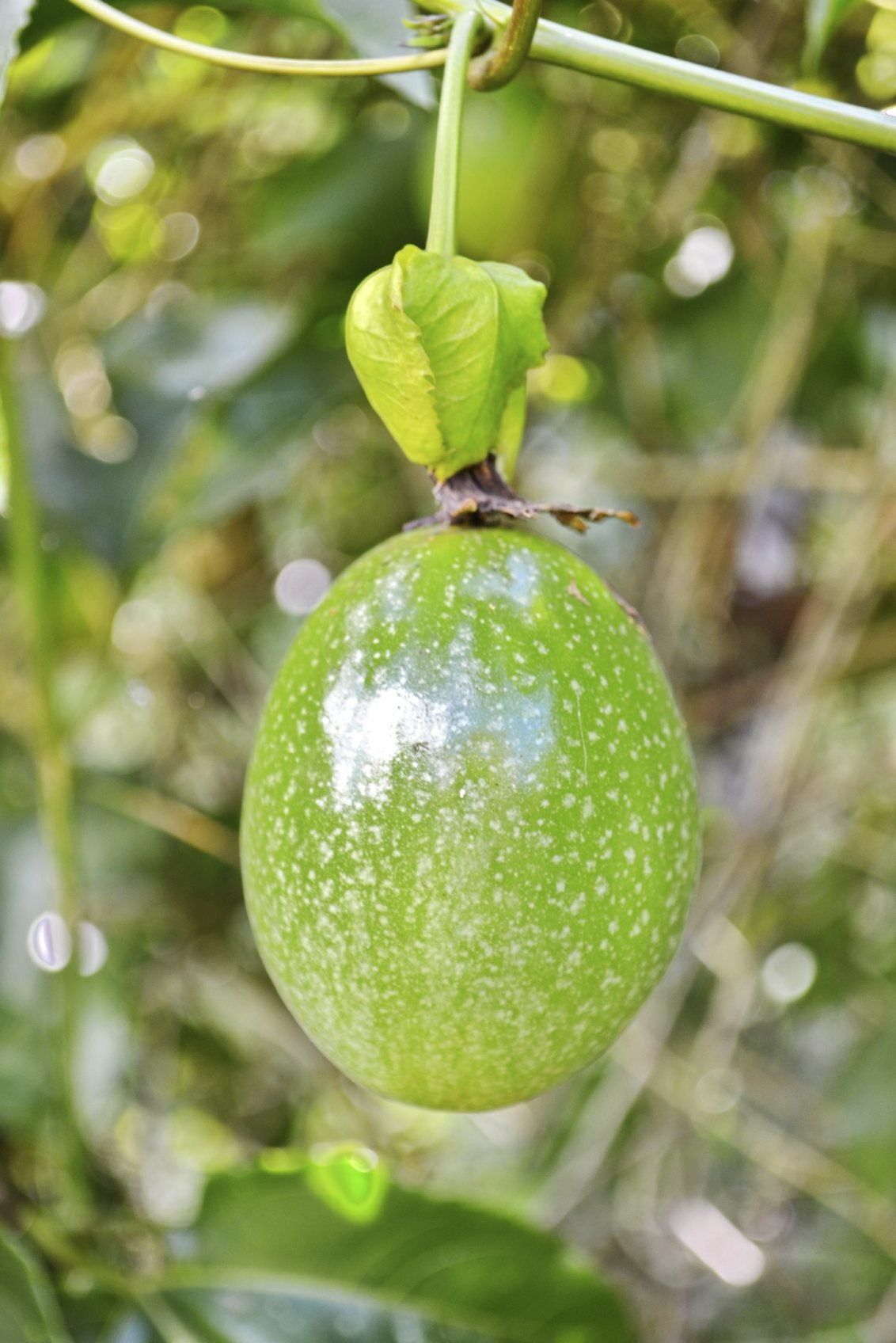 How Can I Tell When Passion Fruit is Ripe? – Black Gold