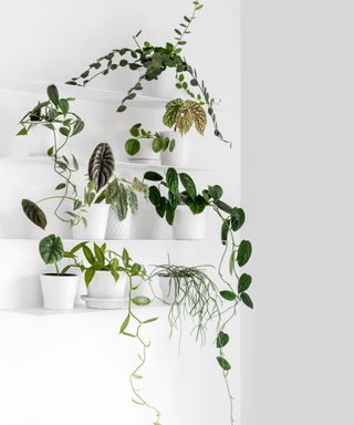 Modern houseplants on the white wall shelves in the white living room, minimal creative home decor concept, Silver Dollar Vine, Begonia, Vanilla Orchid, Monstera Peru, Alocasia Cuprea, Pilea Peperomioides