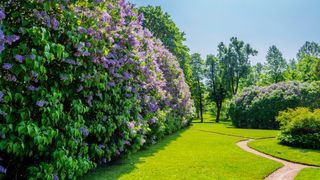 Hedge of lilac