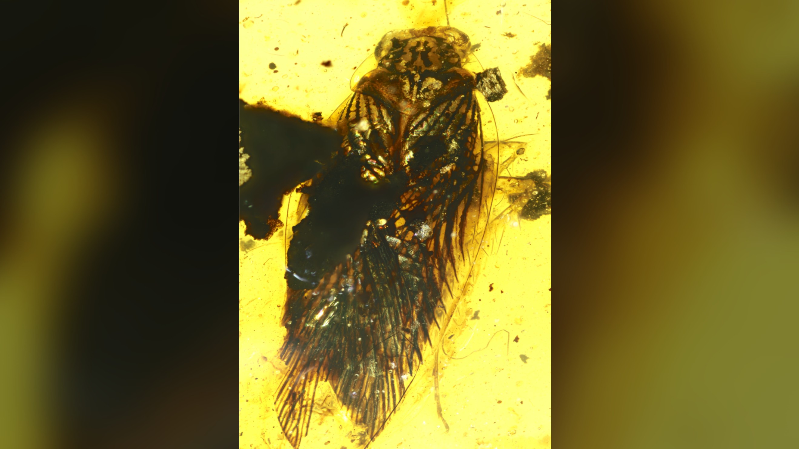 Photo of the entire amber-encased fossil specimen of Huablattula hui, a cretaceous cockroach