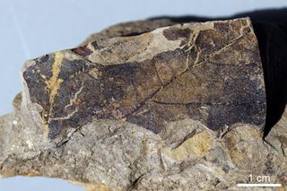 Fragment of a fossilized leaf from the Ferron Sandstone in Utah.