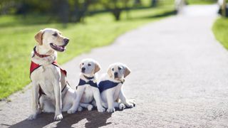 Three young guide dogs training