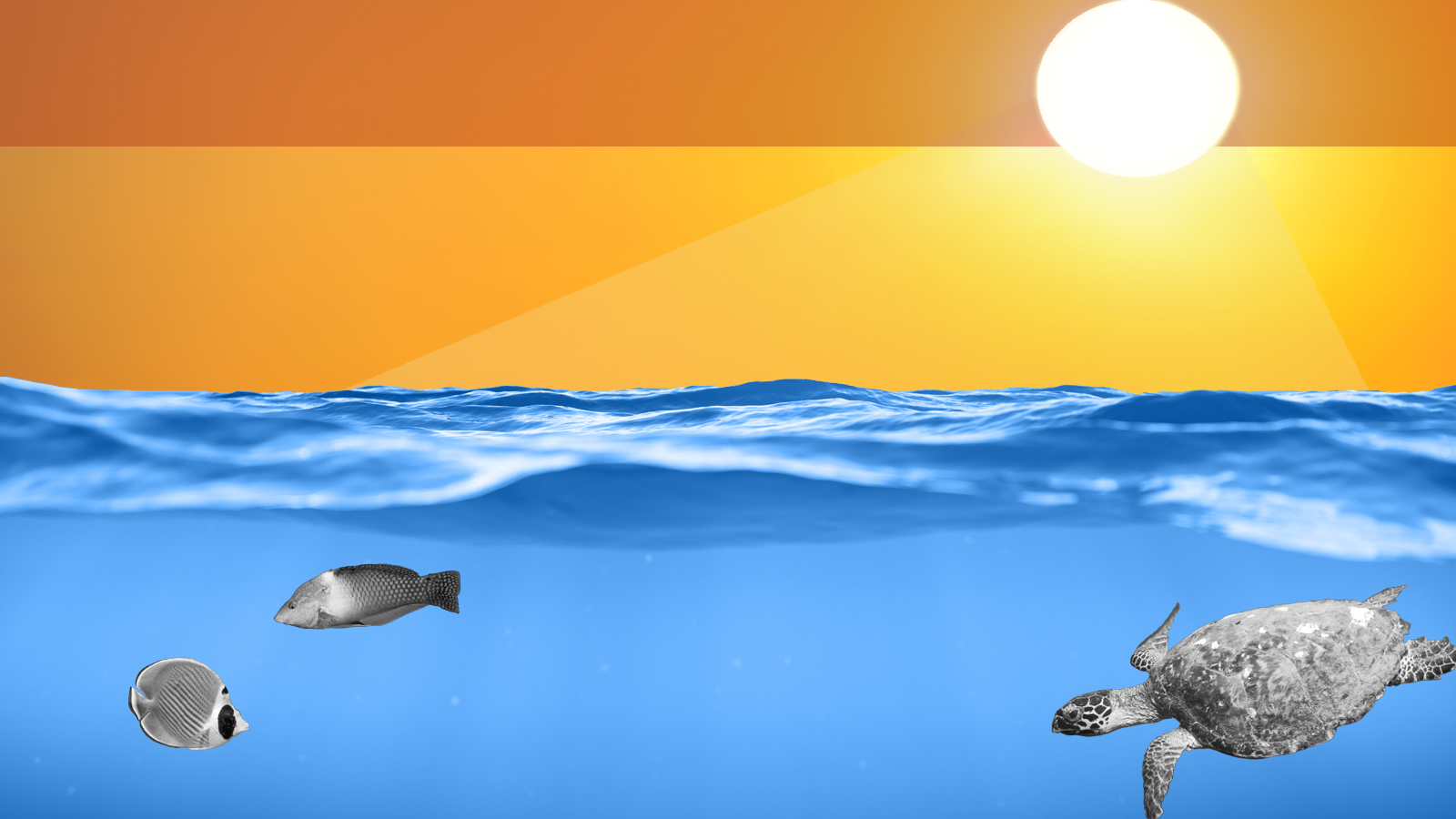 Ocean life.
