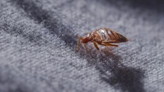 A bed bug up close
