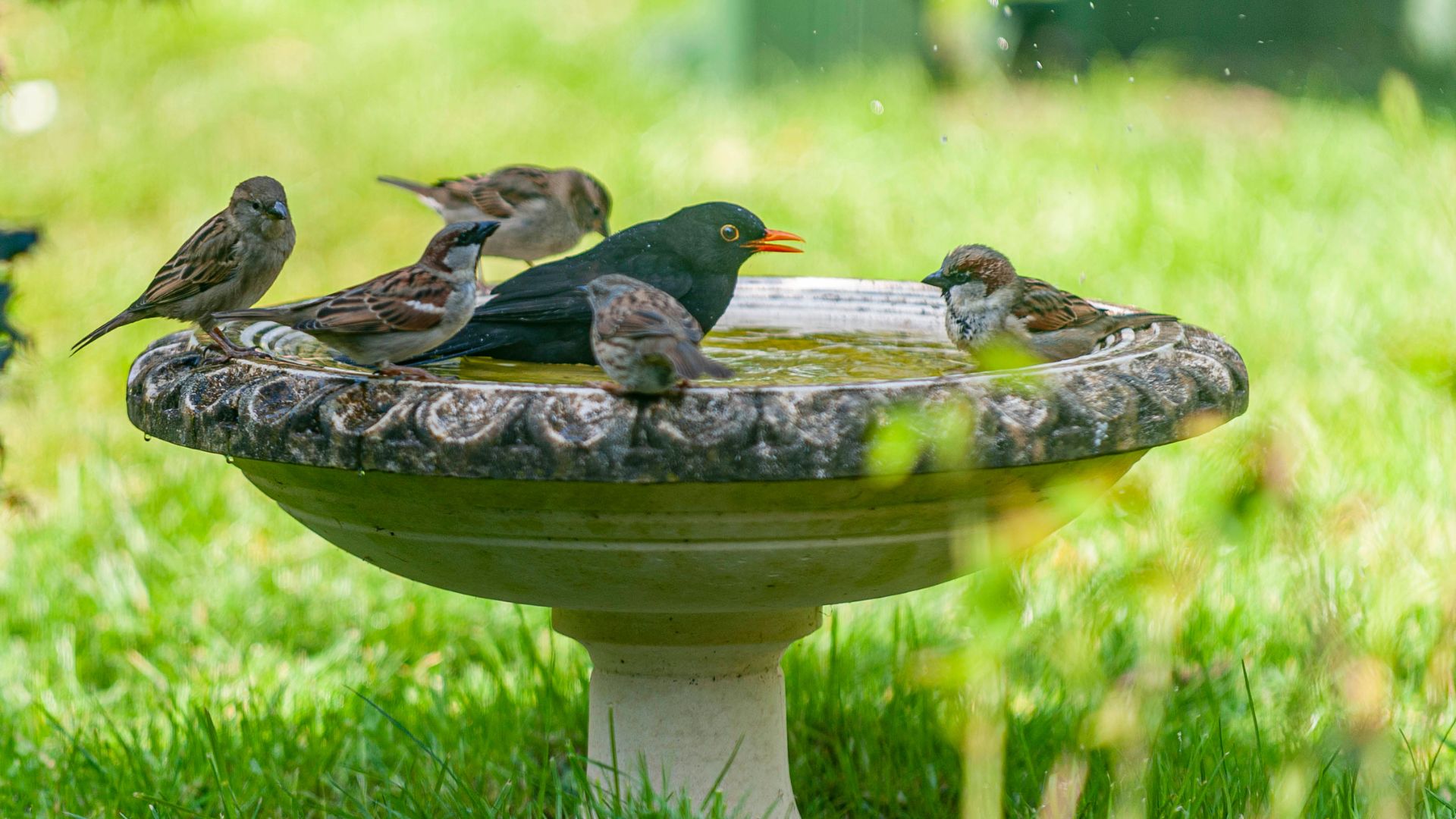 picture of birds enjoying bird bath during summer