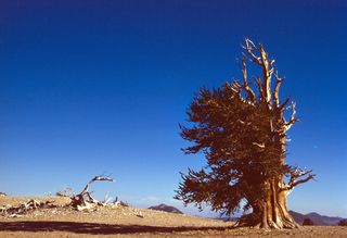 bristlecone-02