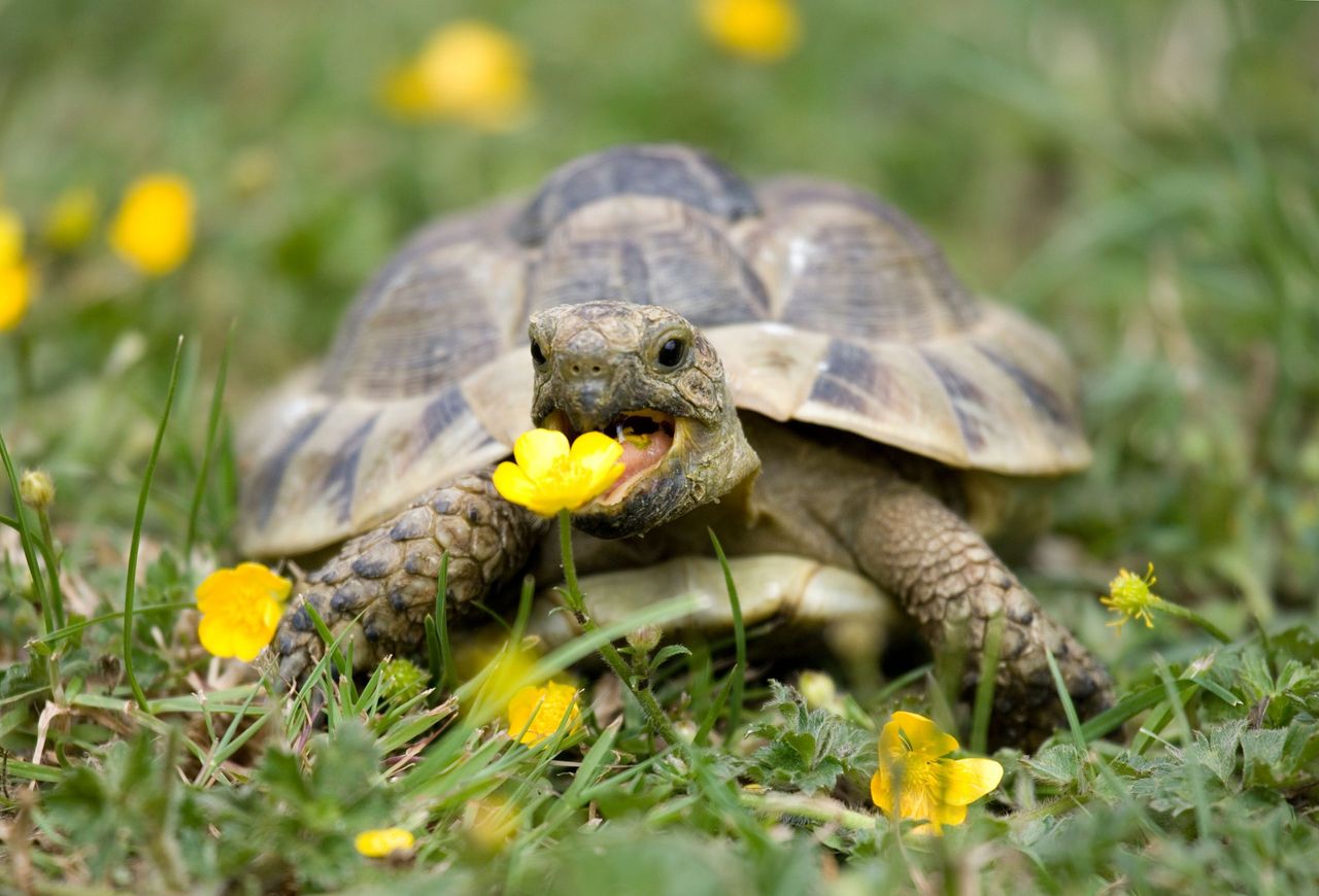 &#039;You don&#039;t really have to do anything with them — they just eat weeds.&#039;