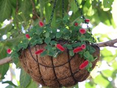 Outdoor Hanging Basket