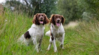 Two Drentsche Patrijshond spaniel-type dogs