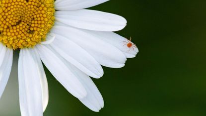 A red spider mite on a white daisy