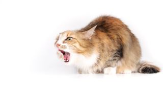Cat coughs up hairball