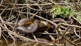 Scientists discovered a new snake species known as the northern green anaconda.
