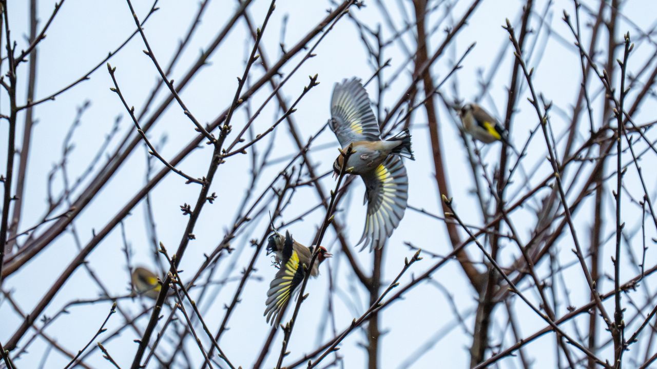 four goldfinches flying into a tree