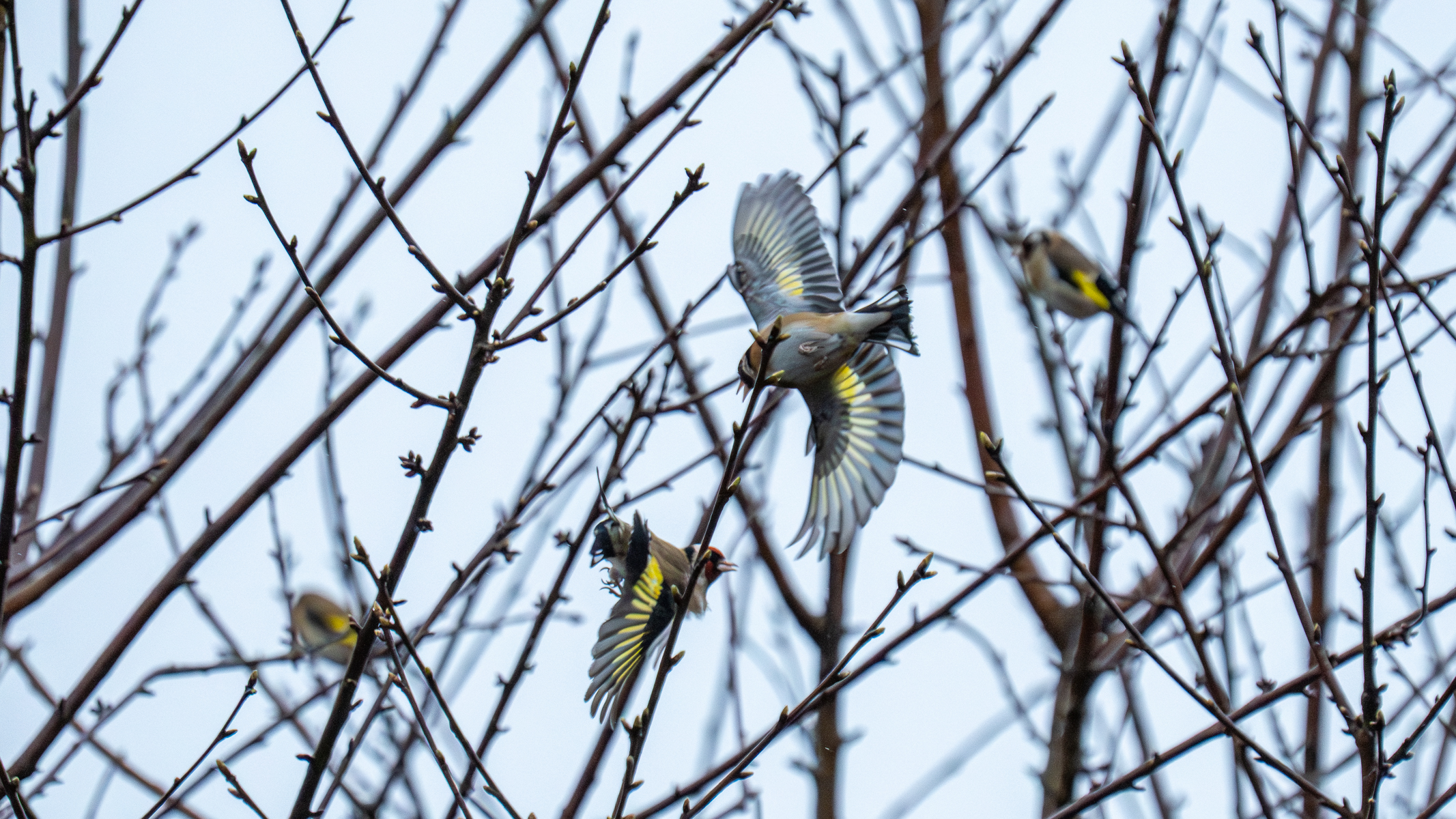 four goldfinches flying into a tree