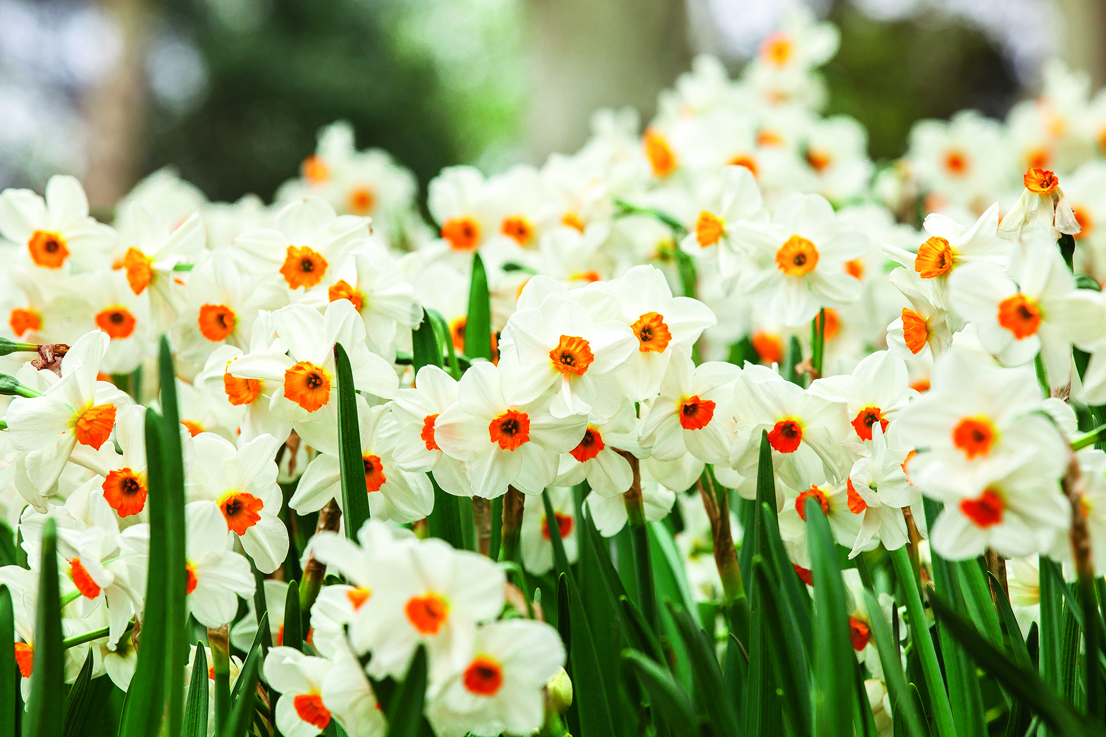 Daffodils with orange/red trumpets and white perianth segments.