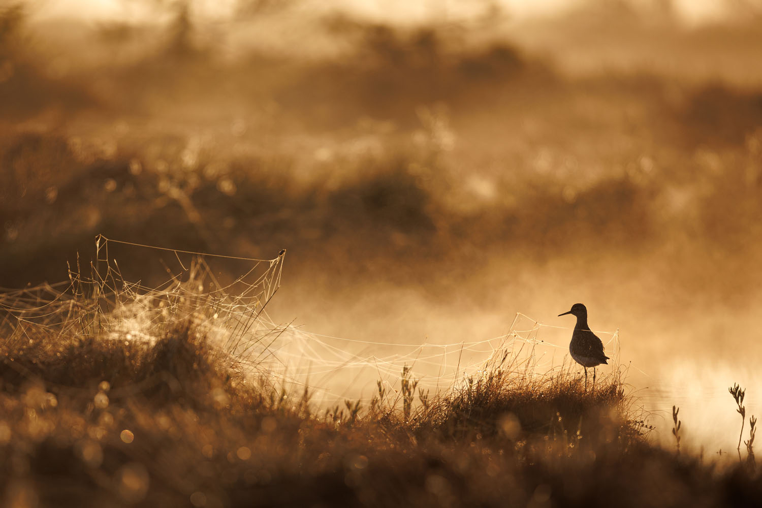 Silhouetted duck standing on a grassy bank beside dew-covered spider webs in golden morning light