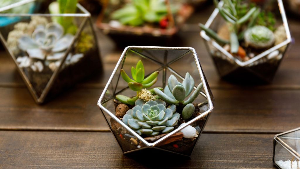 succulent plants growing in glass terrariums 