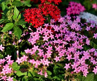 Pentas flowers