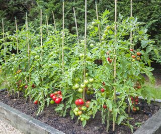Tomato plants growing tall supported by tomato stakes