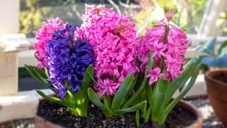 Blue and pink hyacinths in a terracotta pot on a windowsill