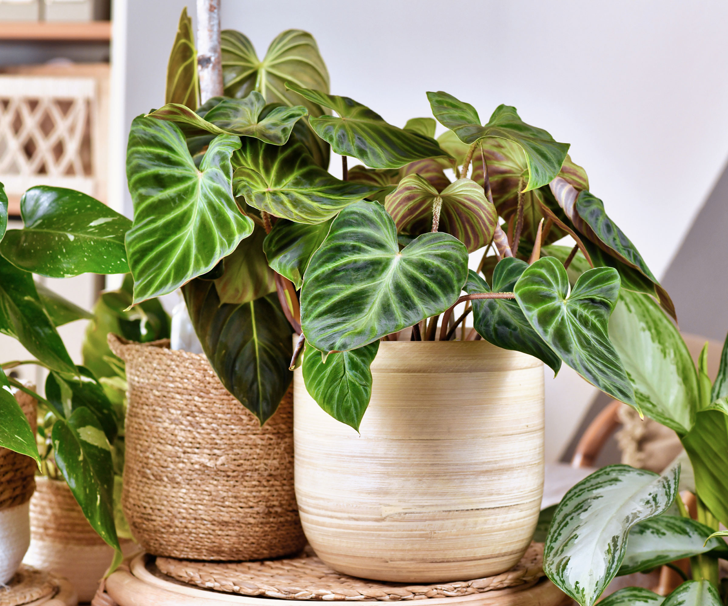 houseplants in pale pots on rattan mat on table