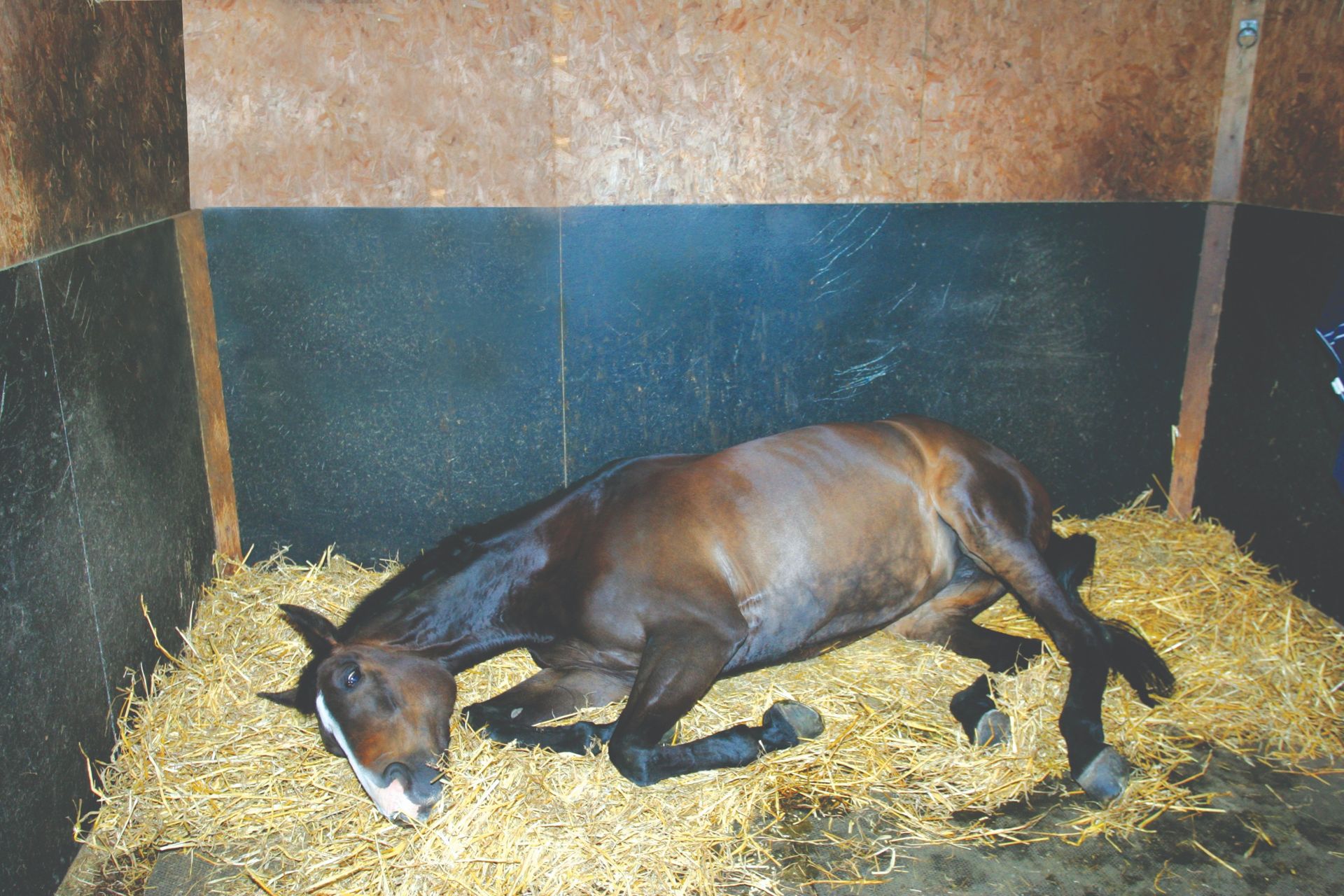 bay horse lying down in stable