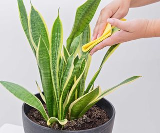 wiping snake plant leaves