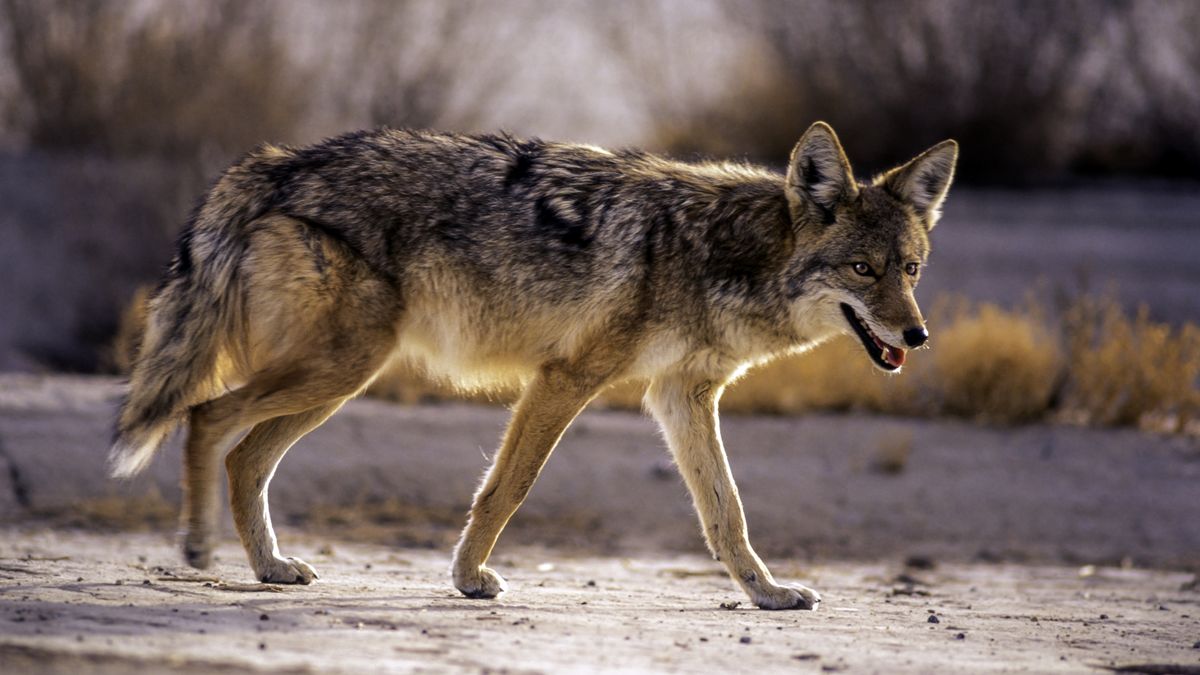 A coyote in the desert