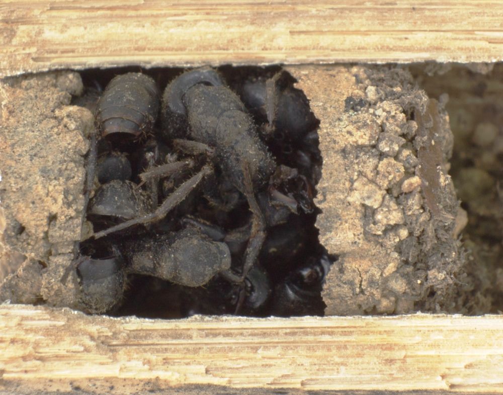 Nests of the bone-house wasp &lt;em&gt;D. ossarium&lt;/em&gt; are closed by an outermost vestibular cell filled with dead ants.