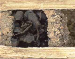 Nests of the bone-house wasp <em>D. ossarium</em> are closed by an outermost vestibular cell filled with dead ants.