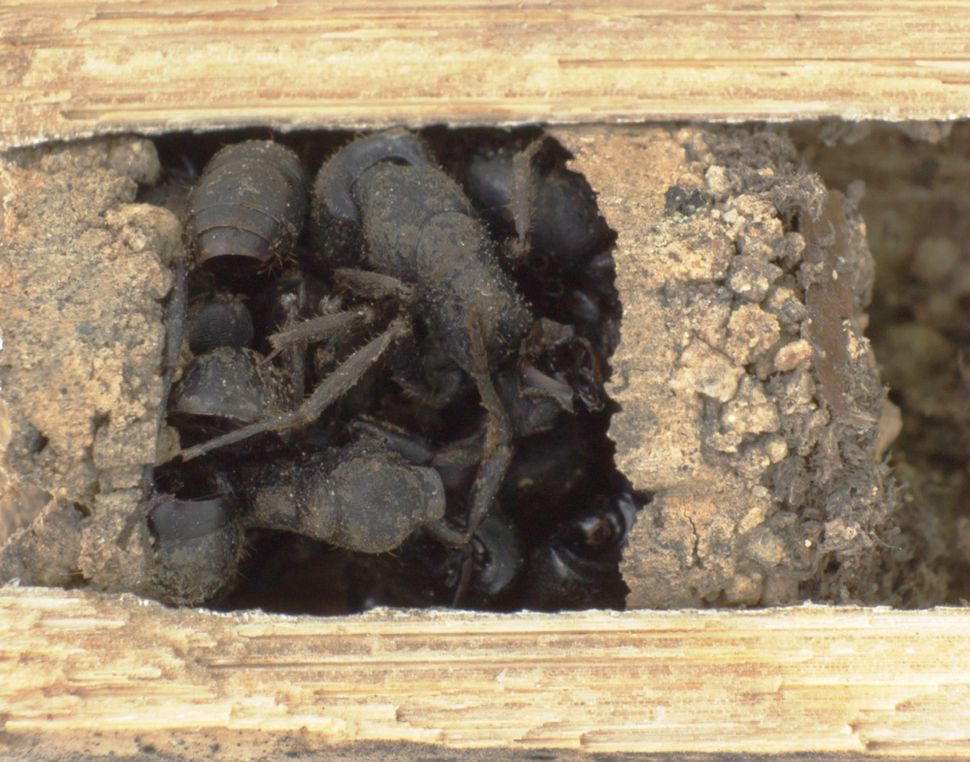 A typical nest of the bone-house wasp D. ossarium containing four brood cells with a pupae each. Photo credit: Merten Ehmig