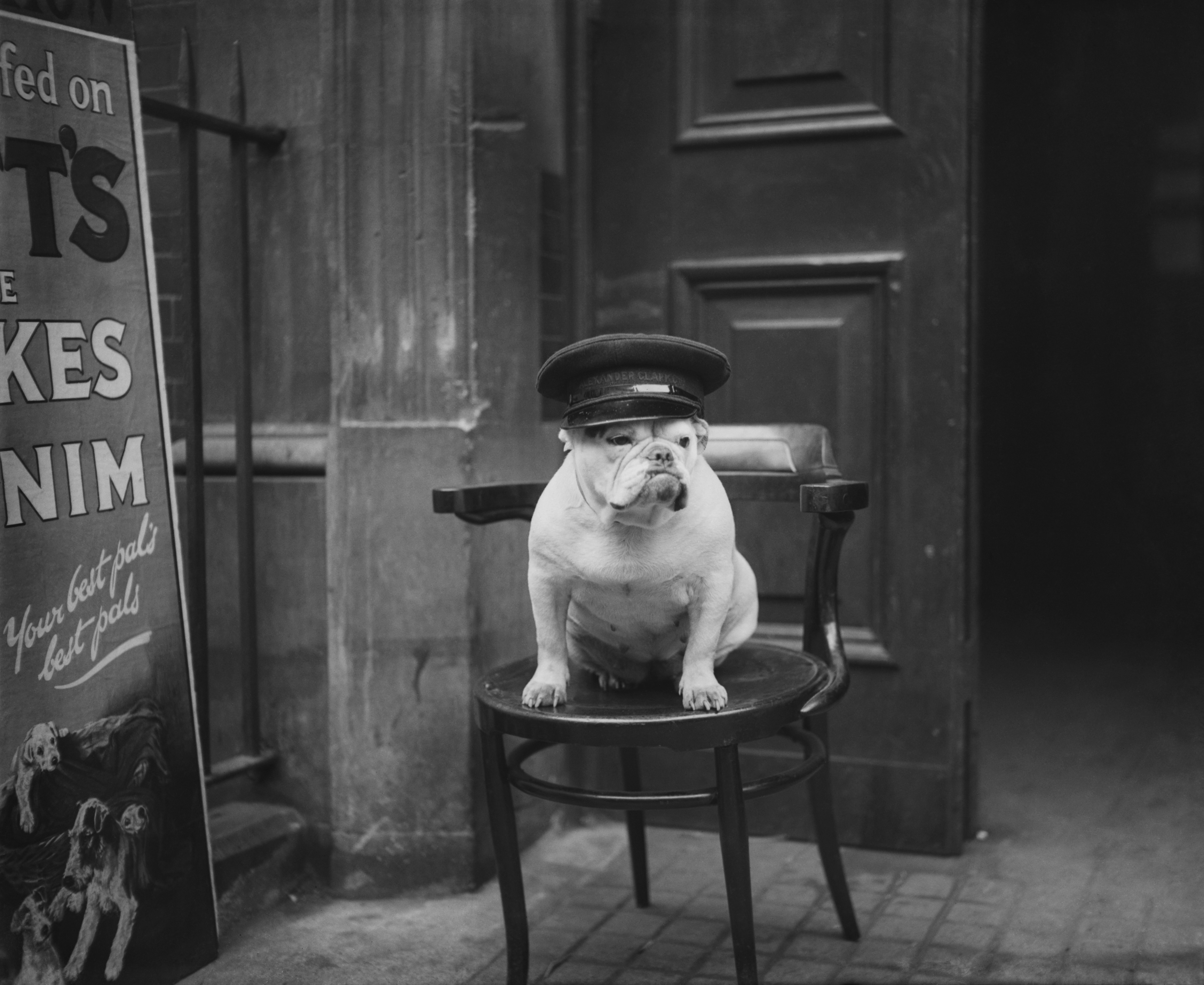 Black-and-white photograph of champion bulldog Hanham Abbot Baroness wearing a peaked cap and sitting on a chair outside the Handel Street Drill Hall in Bloomsbury, London, in 1931.