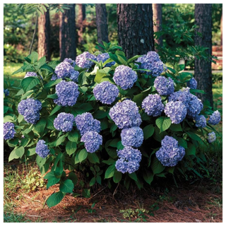 A shrub of blue hydrangeas