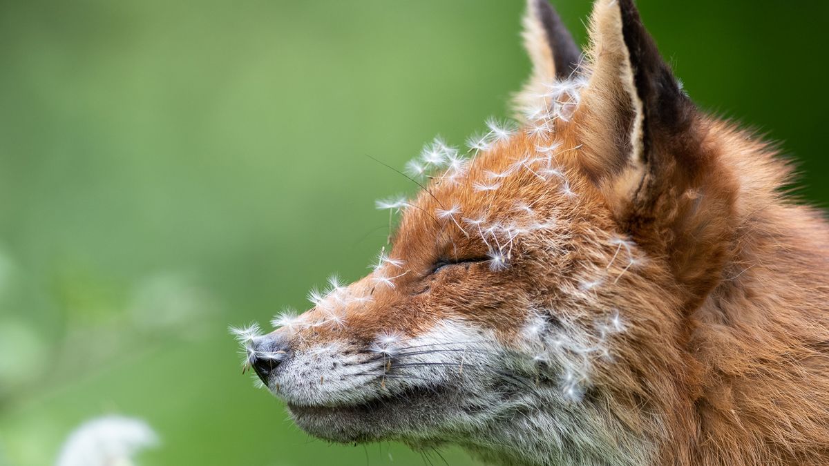 This fairytale fox photo scooped a British Wildlife Photography Award ...